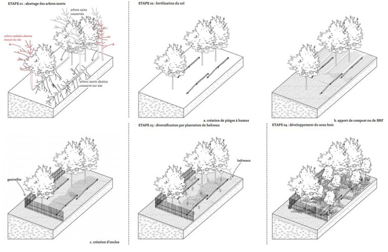 allege-replantation