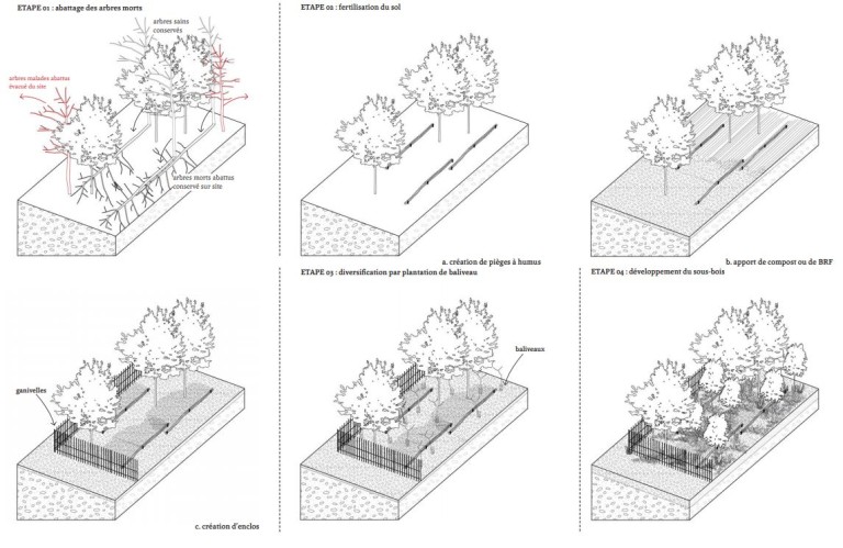 replantation
